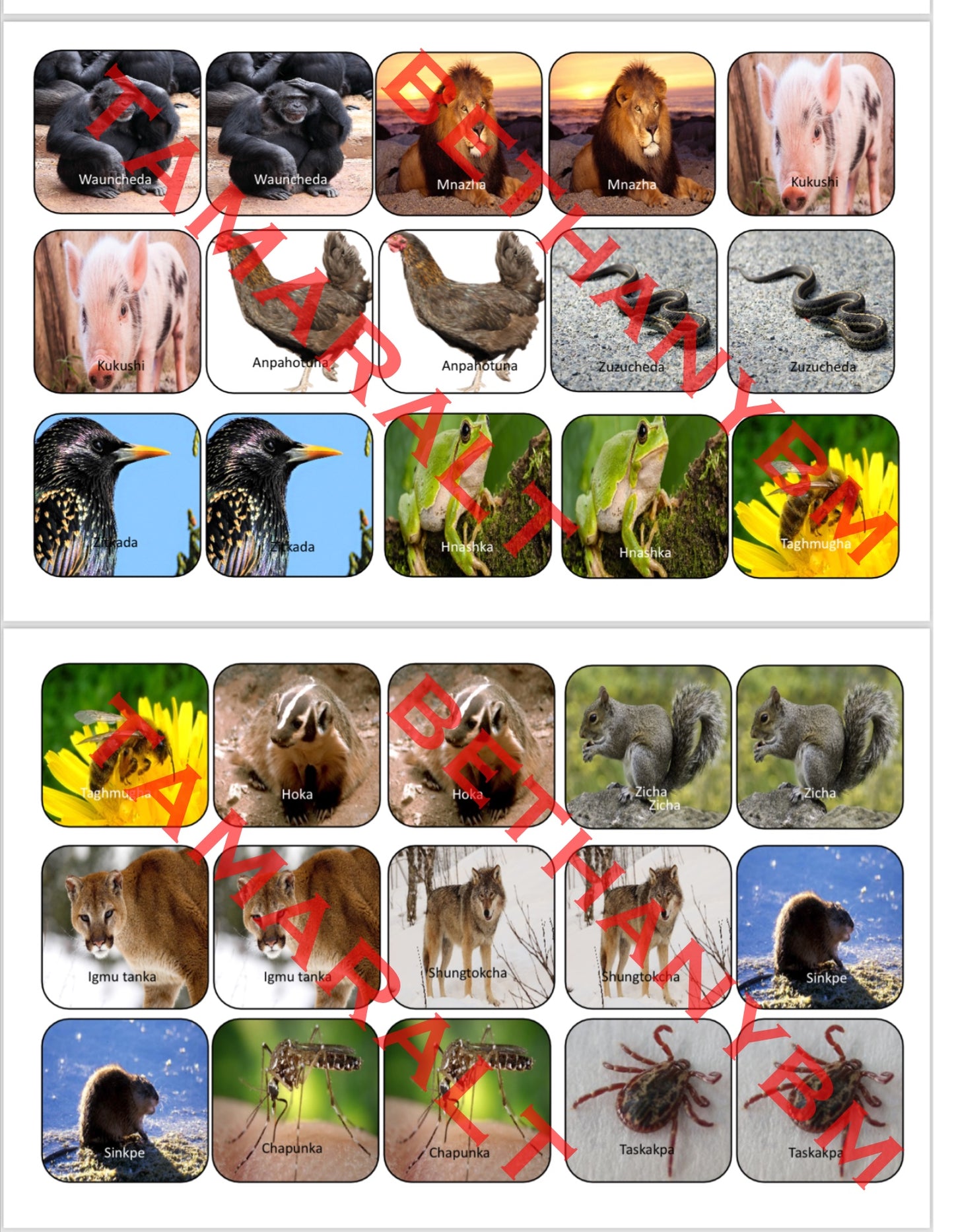 Dakota Wamanicha (animal) Memory Match Game